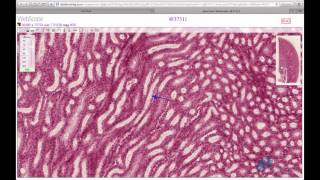 Histology Helper  Urinary System Histology [upl. by Bergeman]