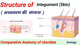 Integument Skin Structure  BSc Zoology  Semester Exam  RRBM UNIVERSITY Alwar RU Jaipur [upl. by Gavette]