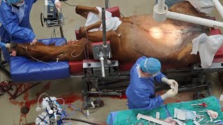 GRAPHIC Horse Emergency Colic Surgery Jejunostomy [upl. by Adamsun948]