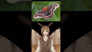 Moth of the day Cecropia moth entomology vtuber entomologist envtuber [upl. by Glennis]