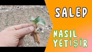 SALEP NASIL EKİLİR ANKARADA SALEP YETİŞİR Mİ SALEP EKERKEN DİKKAT EDİLMESİ GEREKENLER RESMİ İZİNLER [upl. by Trautman290]