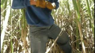 Harvesting California Bagpipe Cane Arundo Donax [upl. by Goodwin996]