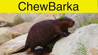 ChewBarka the Beaver Goes Up and Down the Rocks [upl. by Eleph]