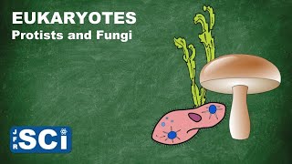 Protists and Fungi [upl. by Inglebert]