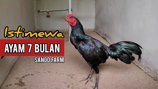 REVIEW KOLEKSI AYAM PAMA IMPORT DI SANGO FARM INDONESIA [upl. by Dimond]