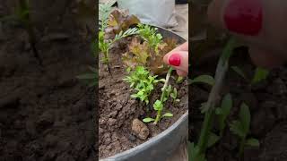 Seeds germination update 🌱youtube shorts trending ytshorts [upl. by Kippar]