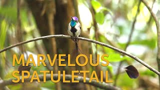 Marvelous Spatuletail [upl. by Yerggoeg]