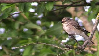 Papamoscas Gris Muscicapa striata [upl. by Ereveneug788]