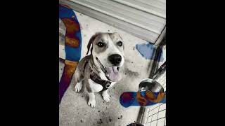 Video of adoptable pet named Buster [upl. by Octavian]