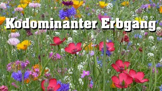 Kodominanter Erbgang schnell erklärt [upl. by Foushee]