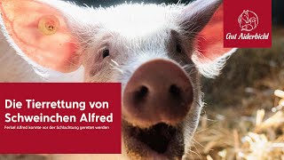 Die Rettung von Schweinchen Alfred [upl. by Millman694]