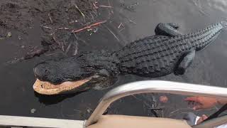 An Airboat Ride in Everglades National Park Florida [upl. by Itsirk914]