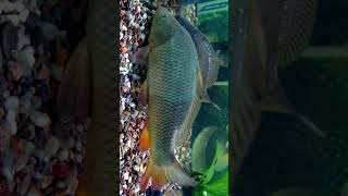 🐟☆¹⁴  Carp  Wild Common Carp Cyprinus carpio  Cypriniformes  Observed in Description [upl. by Esch]