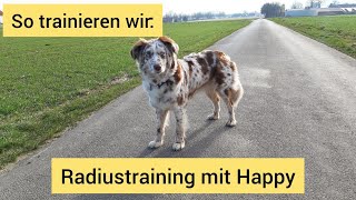 So üben wir Radiustraining über freiwilligen Blickkontakt mit Happy  Einblick ins Hundetraining [upl. by Seidel]