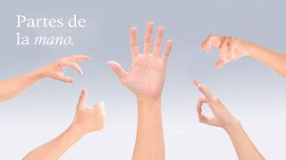 Las PARTES de la MANO ¡Explicado  EduCaixa [upl. by Xonk465]