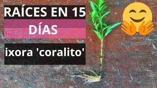 Reproduccion del Coralito ixora en Agua  2023 [upl. by Nirrad]