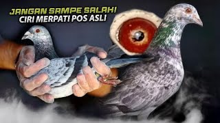 CIRI  CIRI MERPATI POS ASLI amp BERKUALITAS ‼️ [upl. by Aem]