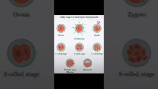 EARLY EMBRYONIC STAGES makescienceeasy science neet zygote to embryo neet biology [upl. by Newsom128]