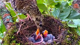 The mother bird brings earthworms for her children and feeds them at home [upl. by Nallij]