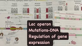 Lac operon  regulation of gene  mutations in DNA  hindi  firstaidusmle neetpg inicet usmle [upl. by Nelhsa]