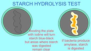 MICROBIOLOGY STARCH HYDROLYSIS TEST [upl. by Nimajneb692]