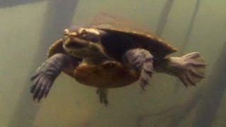 Northern Yellowfaced Turtle Emydura tanybaraga in the Finniss River catchment NT [upl. by Leila]