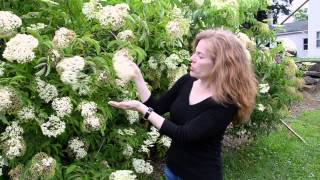 How to pick elderflowers [upl. by Ajidahk595]