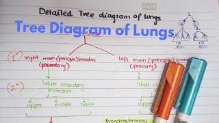 Bronchial Tree  Respiratory Pathway  Lungs Anatomy  Tree diagram of lungs [upl. by Yonah672]