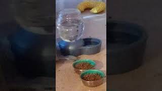 Introduction 1st video amp my Petmate Replendish 05 gallon pet waterer review 🎃👻🧛🧙 [upl. by Bonita190]