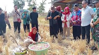 RITUAL SEDEKAH BUMI DESA JATIMULYA KUWU RASTIM MANDI KEMBANG [upl. by Satsok573]