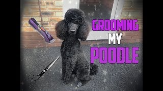 Grooming My Standard Poodle [upl. by Nitsir]