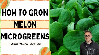 How to Grow Melon Microgreens  Full walkthrough with TIPS amp TRICKS  On The Grow [upl. by Refiffej]