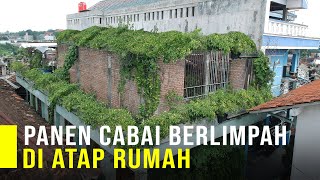 Sukses Tanam Cabai Di Atap Rumah Bisa Panen Berlimpah Tiap Bulan [upl. by Tnomad]