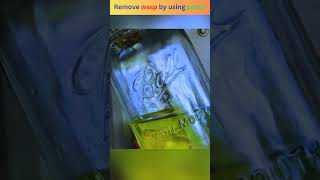 Remove wasp by using petrol facts shorts [upl. by Farika972]