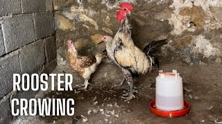 Rooster Crowing Compilation  Rooster Crowing sounds  Animals Videos [upl. by Eiramanig]