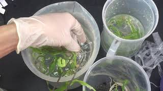 Plant tissue culture  Acclimatization [upl. by Rednav218]