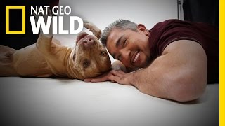 Daddys History  Cesar Millan Love My Pitbull [upl. by Adnovahs229]