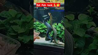 Eel fish tank Eel fish feeding shortsfeed shortsviral shorts short aquariumfish [upl. by Ingrid]