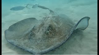 Swimming with Stingrays Carlisle Bay Barbados [upl. by Beal]