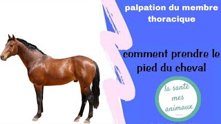 Palpation du membre thoracique comment prendre le pied de cheval 🐎 [upl. by Notserk710]