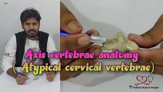 Axis vertebrae anatomy in bangla  Atypical cervical vertebrae  Medical study in Bangla [upl. by Demb]