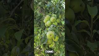 COMIENZA LA PERA EN EL ESTADO DE WA🍐 PERA ANJOU Y PERA DE AGUA pera agricultura agriculture [upl. by Ytrebil]