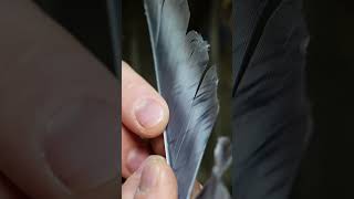 ARROW Fletching  The CORRECT Feather Selection arrowhead hunting archery survival bushcraft [upl. by Ameyn]