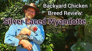 Backyard Chicken Breed Review Silver Laced Wyandotte Hens [upl. by Handler]