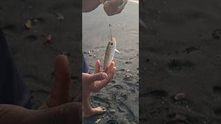 Live bait fishing 🎣 fishingmethods livebaitfishing🐠 fishing 🎣 [upl. by Leak402]