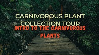 Carnivorous Plant Collection Tour Intro to the Carnivorous Plants [upl. by Kciredes]