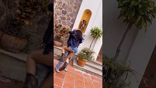 Guacha el tacuache remix 🤌🏻🔥🤩huapangos reelsvideo youtubeshorts parati like [upl. by Danaher]