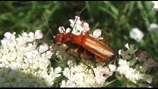 Rhagonycha fulva  Weichkäfer  Soldier Beetle [upl. by Ecydnac110]