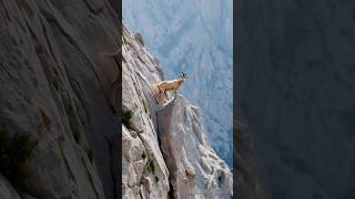 Goat in the mountain part171 shorts animals viralvideo cute love goat [upl. by Elrahc726]