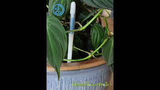 Sustee Aquameter Soil Moisture Indicator Probe in a houseplant [upl. by Alesram]